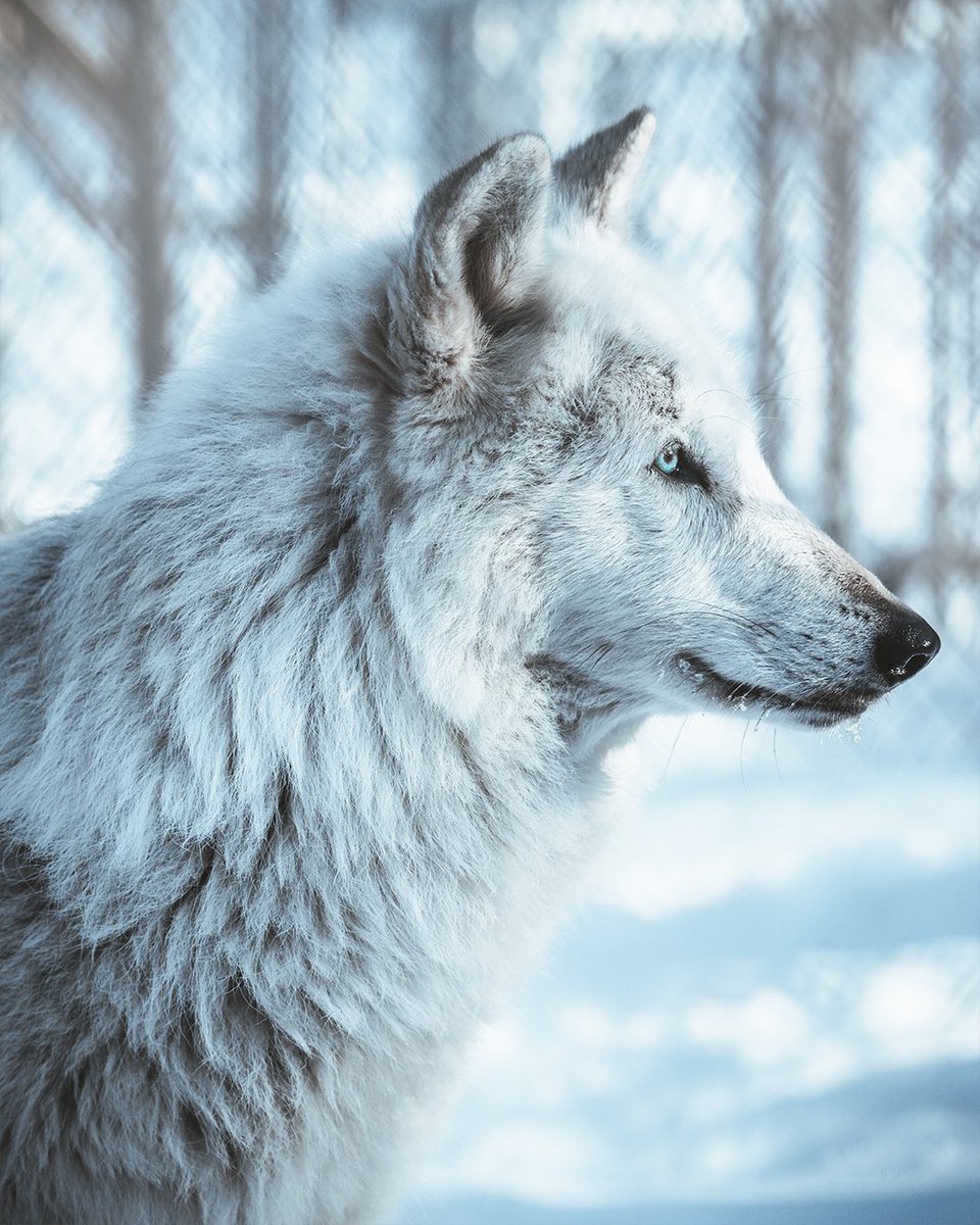 benskaarx's tweet photo. Don’t believed I’ve shared this shot here before, but it’s hand down one of my most memorable images.

Last December I got the opportunity to visit a wolf conservation center in southern New York and try my hand at some wildlife photography🐺 (…) https://t.co/53jTn10Id5
