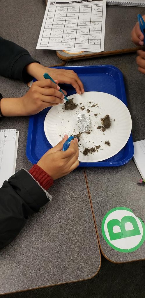 Dissecting owl pellets, growing chia seeds, and discovering renewable energy. We've been having fun in science class! #fusd <a href="/FUSD_4_5_SCI/">FUSD 4/5 Science</a>