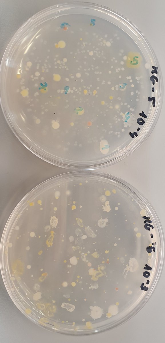 Our MICRITA are excited to observe the microbial diversity found in their soil samples! Here some examples 👇