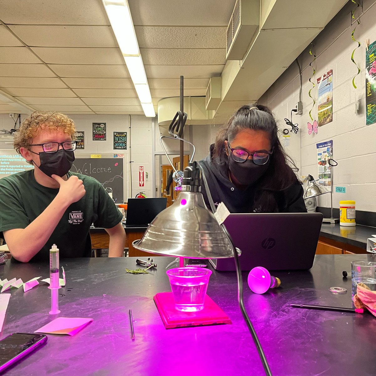 torchianator's tweet image. Arguably the most interesting variable chosen in our AP Bio photosynthesis leaf disc lab, was use of a grow light, b/c those groups had this very cool purple glow going on! #goknights #knightscience #APBio @FazioSally