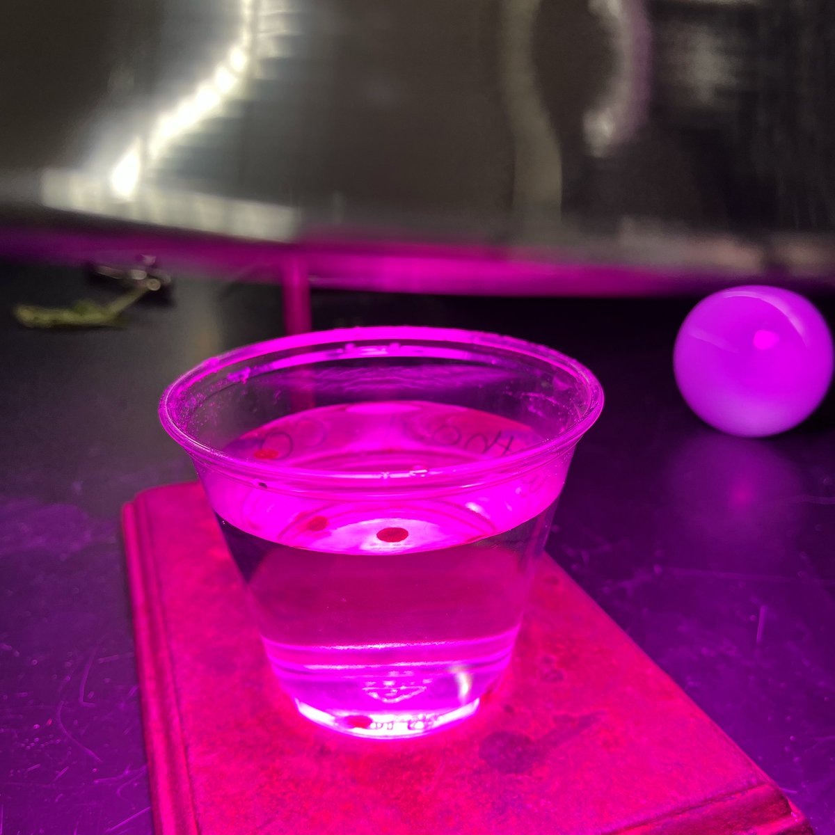 torchianator's tweet image. Arguably the most interesting variable chosen in our AP Bio photosynthesis leaf disc lab, was use of a grow light, b/c those groups had this very cool purple glow going on! #goknights #knightscience #APBio @FazioSally