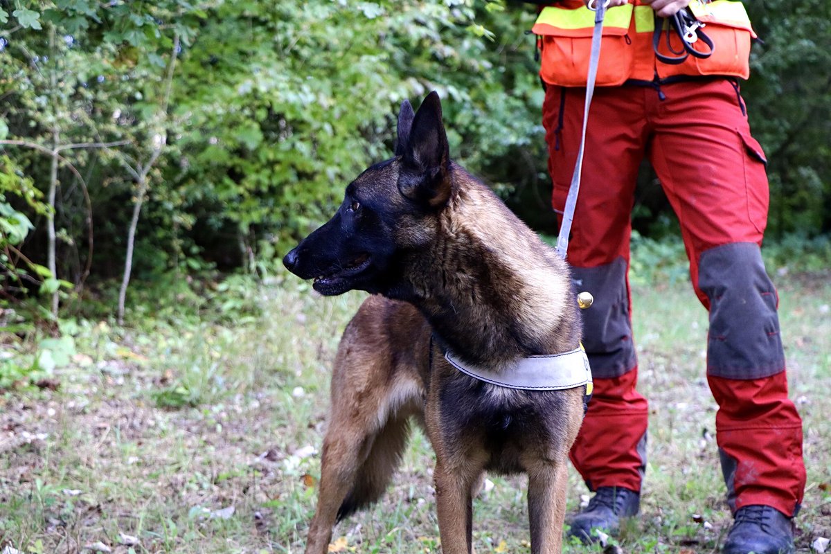 SDIS51's tweet photo. 👏Félicitations au LTN N. RAGOT pr sa réussite au stage #CYN3, lui permettant de tenir l’emploi de conseiller technique cynotechnique🐕 1 formation organisée par l’@ECASCVALABRE à Leucate ds l’Aude, a réuni pr la 1ère X des MSP conjointes avec le stage de #SDE3 👨‍🚒👩‍🚒🚨 https://t.co/YjNisOp1T6