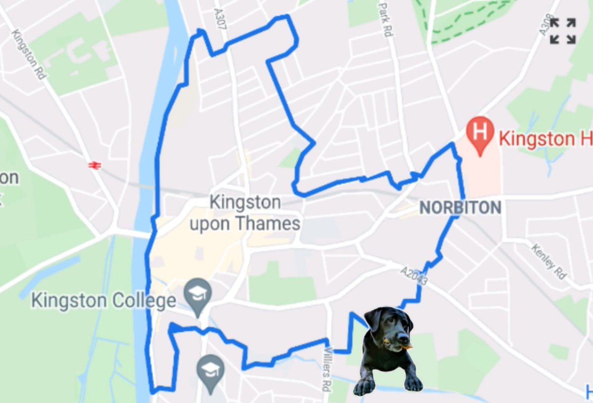 CurlyAdventurer's tweet photo. When you do a dog walk that looks (a bit) like a dog... #MapFun https://t.co/pVgCIcDay9