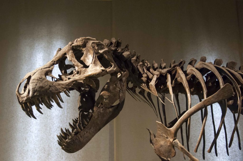 watsonhunts's tweet photo. Looking for something fun to do in Chicago this weekend? Trek through time and history on the Museum of Natural Hysteria Scavenger Hunt at the @FieldMuseum! That's this Saturday, the 11th, at 2 p.m. Central Time.

https://t.co/CpeiskQHVk https://t.co/njzJHHbeaO
