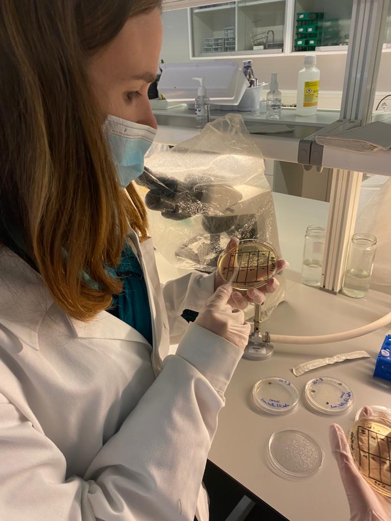 MicroMundoUP's tweet photo. Will our 2021/2022 MICRITAS find bacteria with antimicrobial properties in their antibiosis assays? They are curious and so are we 🙂 https://t.co/DAUNCRc3wn