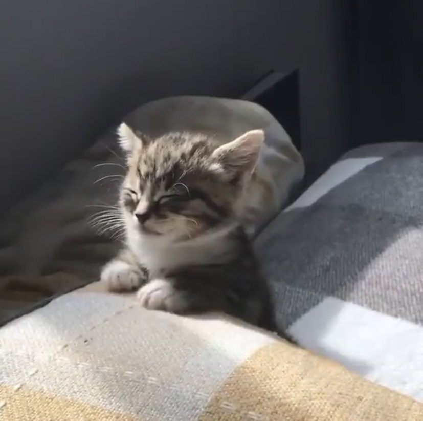 mostlycatsu's tweet image. 