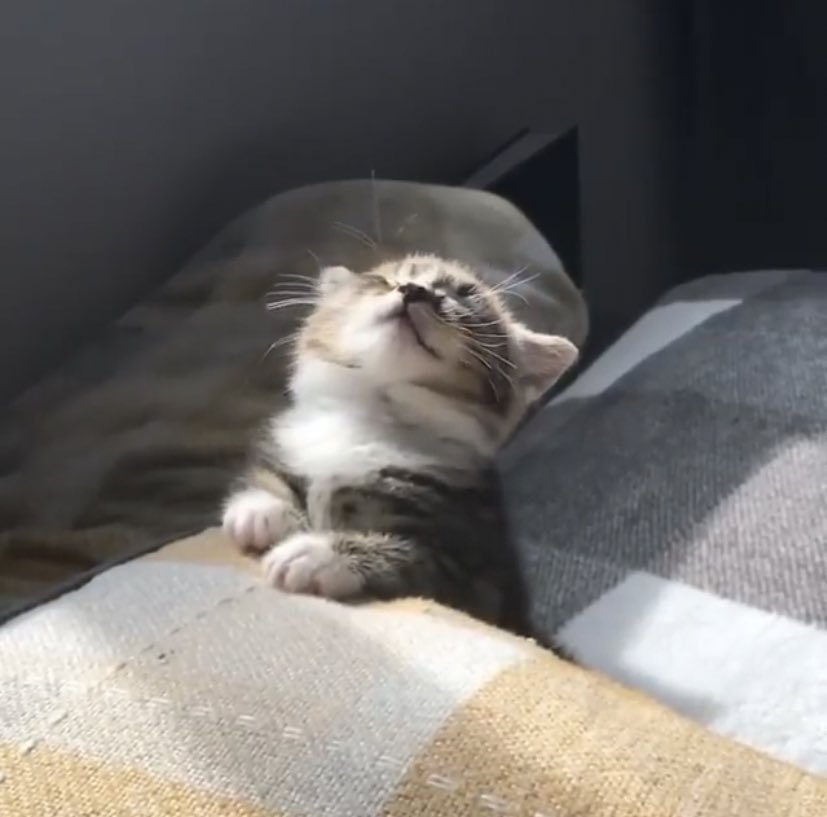 mostlycatsu's tweet image. 