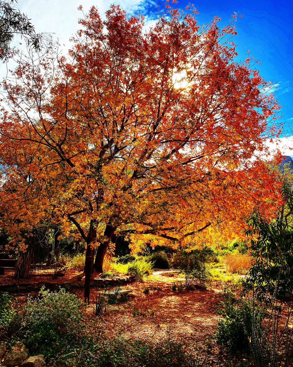 Mayor_Mila's tweet photo. It’s a great day when you have a meeting at @BoyceThompson the fall colors are at their peak so visit soon. #1arb #superioraz https://t.co/5uFM74nc62