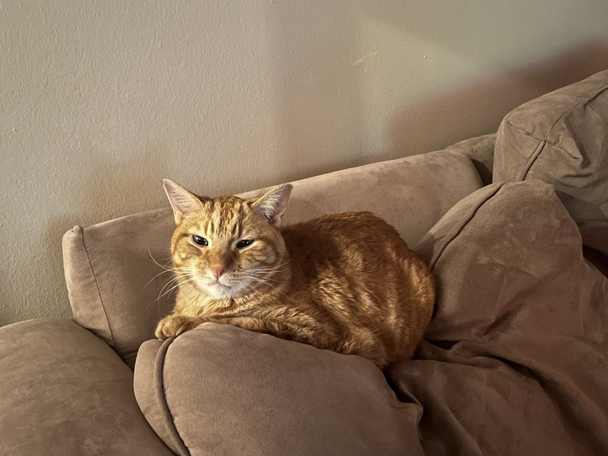 sydney_kuncl's tweet photo. @WholesomeMeme loaf https://t.co/ZVz72dMVZx