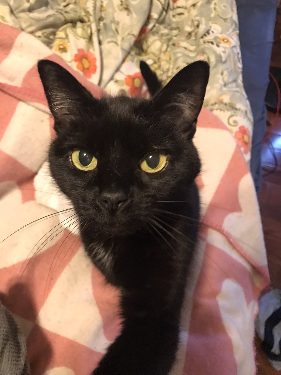 ButtonsCodes's tweet photo. @Itsjade579 Hello Luna nice to meet you I am Buttons😻 https://t.co/t0tf7vZwuo