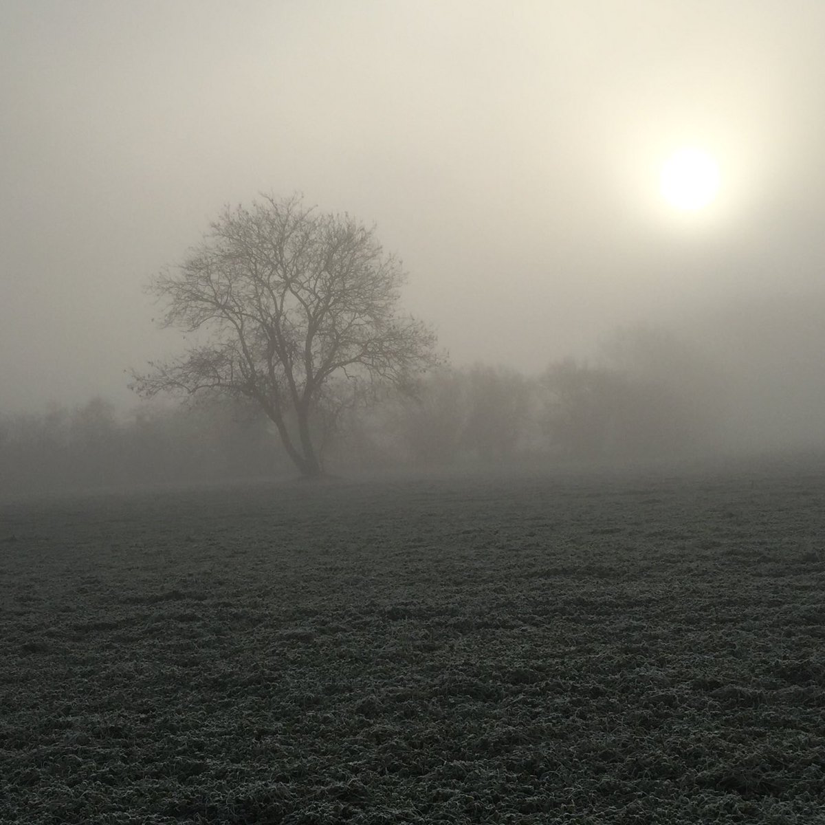 Misty morning on dog walk with Juno