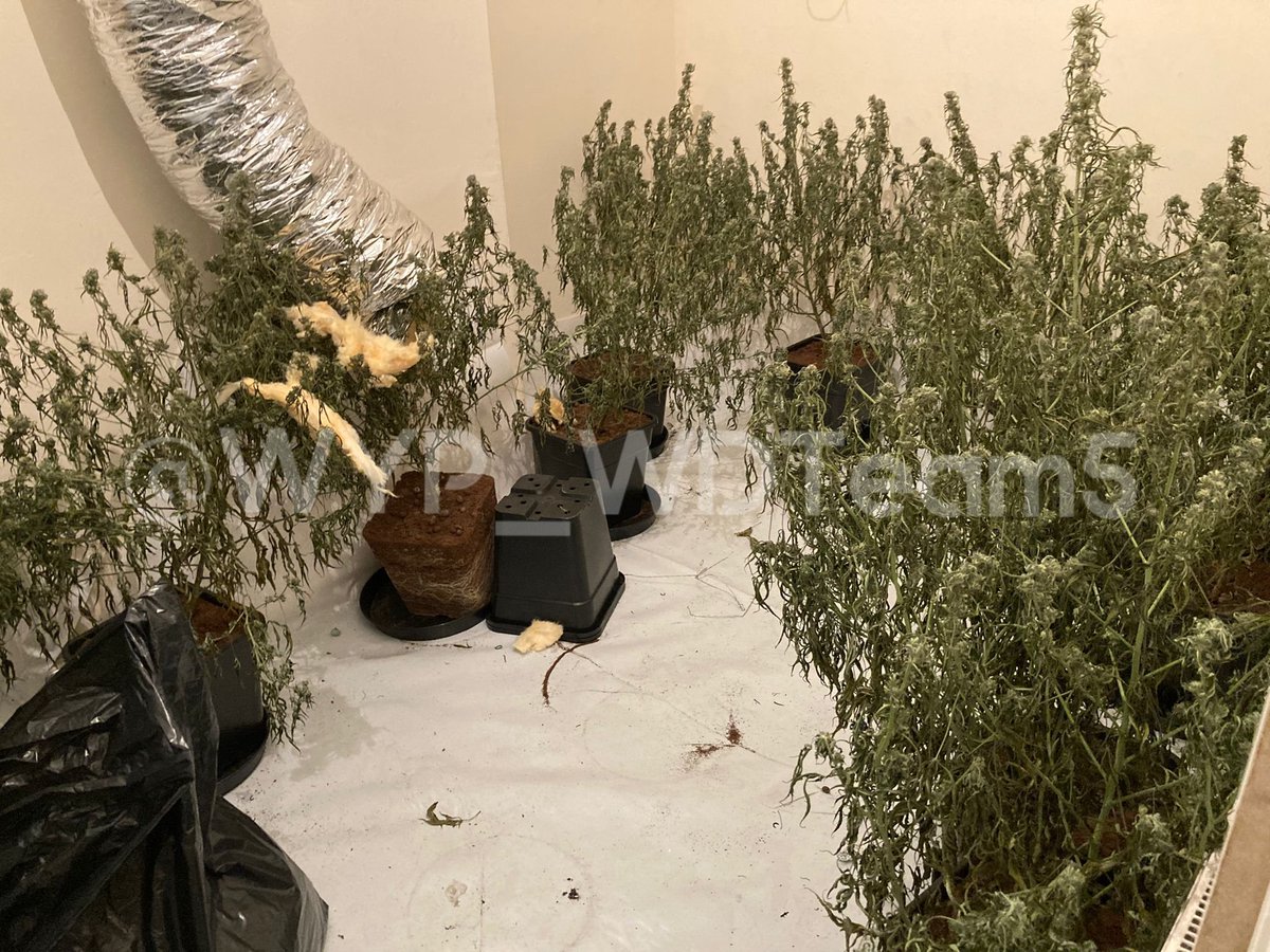 WYP_WDTeam5's tweet photo. #WT19 attend reports a cannabis farm being emptied in Wakefield. Upon arrival, 3 males run, officers give chase and one is cut off and caught by #XR24. Enq's ongoing and one less farm, top teamwork!
#WDTeam5
#RPUTeam5
#Teamwork
@WYP_RPU
@WakefieldPolice https://t.co/X9CnOPOgnI