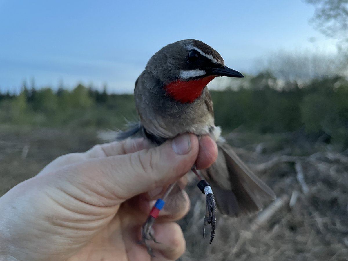 For the first week our main target species was the Siberian #Rubythroat. We equipped birds with multi-sensor loggers to study their #migration, a cooperation with @johnsas_k, @lunduniversity, Oleg Bourski, Katya Demidova et al.

Full story: amurbirding.blogspot.com/2021/06/abp-20…