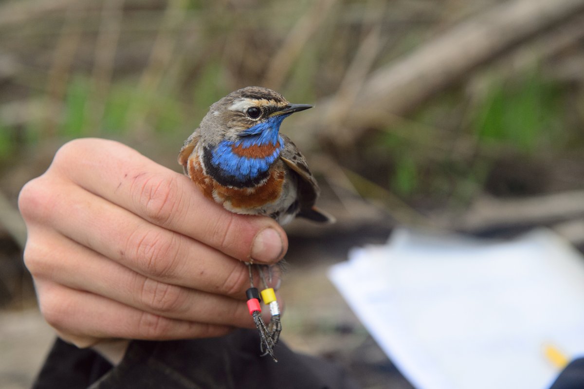 Amur Bird Project tweet media