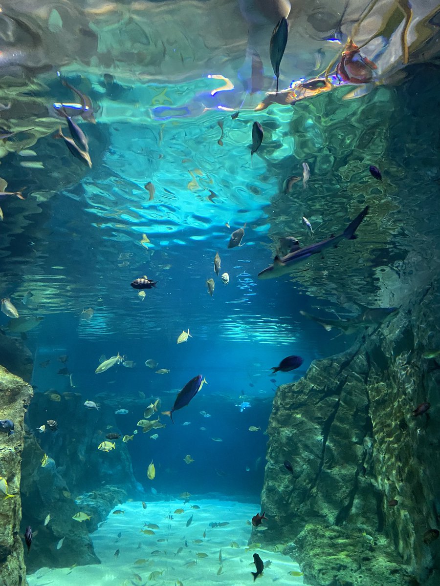 B.East ALP tweet media