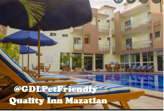 GdlPetfriendly's tweet photo. Siguenos en facebook GDLpetfriendly e instagram https://t.co/VWujp0yZst