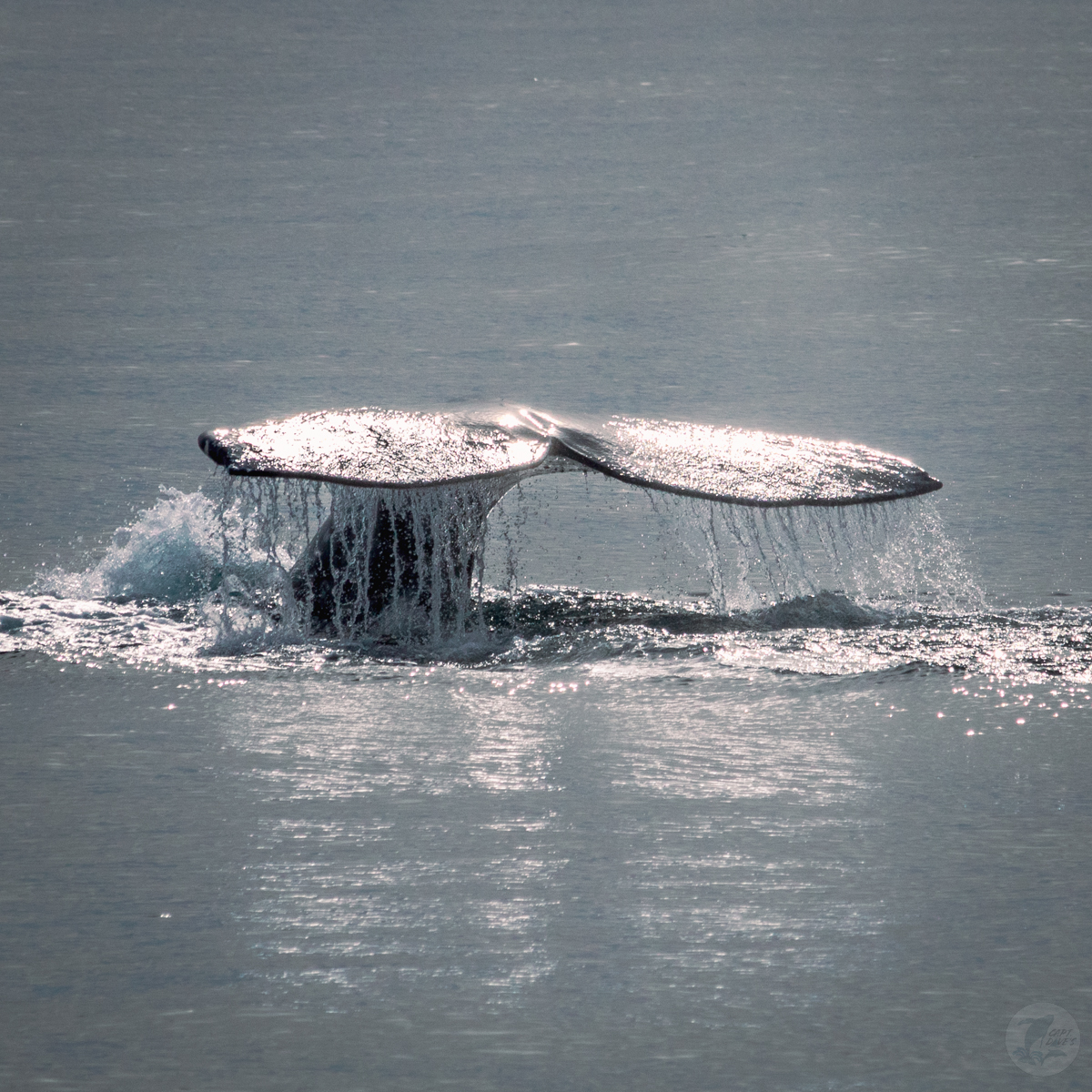CaptDavesWhaleWatching (@dolphinsafari) on Twitter photo Hey flippered friends, mark your calendar for March 5 & 6, 2022. 📆 The 51st annual <a href="/DPWhaleFest/">Festival Of Whales</a>, world's first & longest-running annual #whale festival, splashes into #DanaPoint. Join us for a cetacean celebration w/ special events. It'll be a whaley good time for all ages! Hey flippered friends, mark your calendar for March 5 & 6, 2022. 📆 The 51st annual <a href="/DPWhaleFest/">Festival Of Whales</a>, world's first & longest-running annual #whale festival, splashes into #DanaPoint. Join us for a cetacean celebration w/ special events. It'll be a whaley good time for all ages!