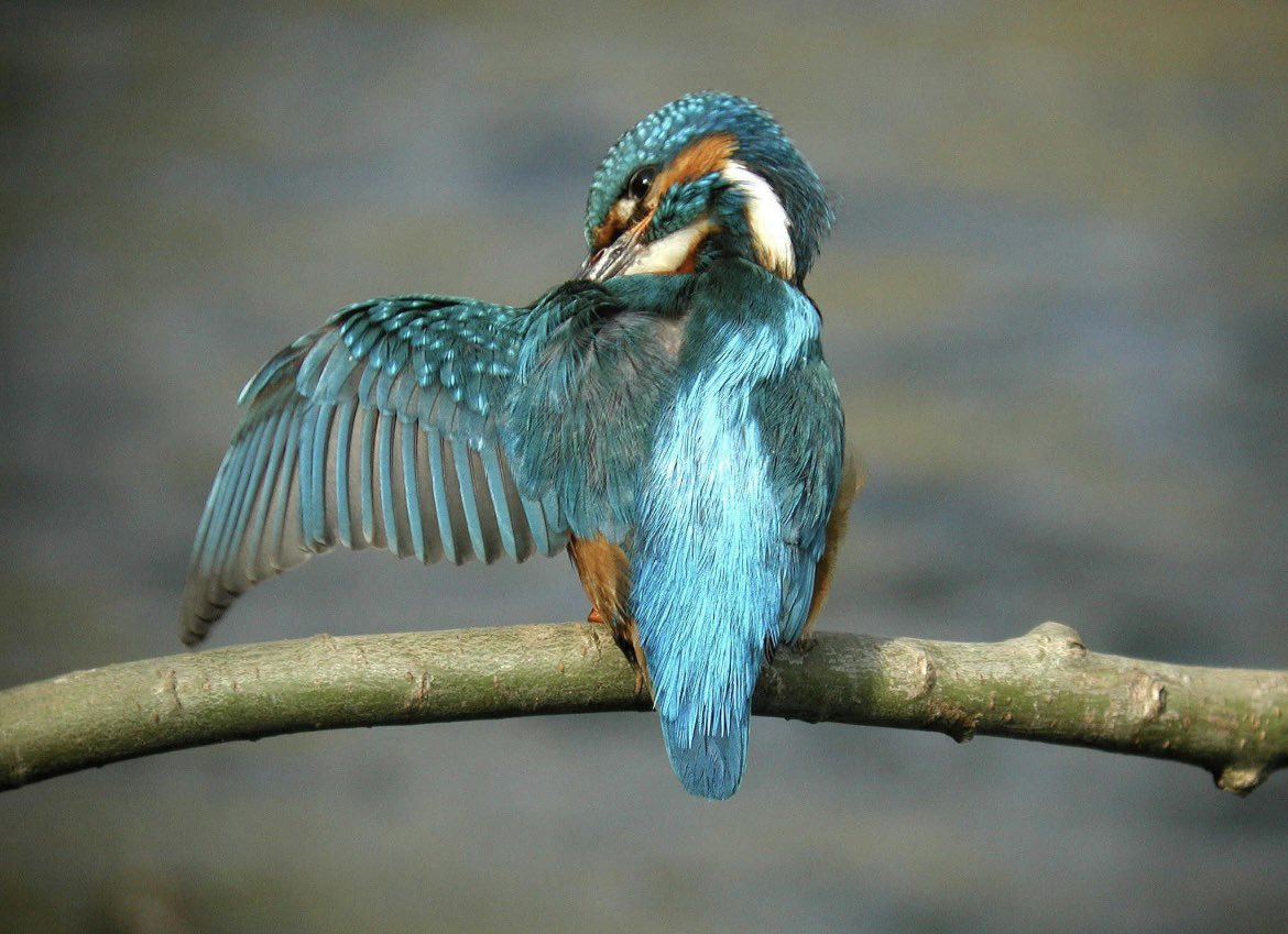 𝑹𝒊𝒗𝒆𝒓 𝑭𝒐𝒔𝒔 𝑺𝒐𝒄𝒊𝒆𝒕𝒚 tweet media