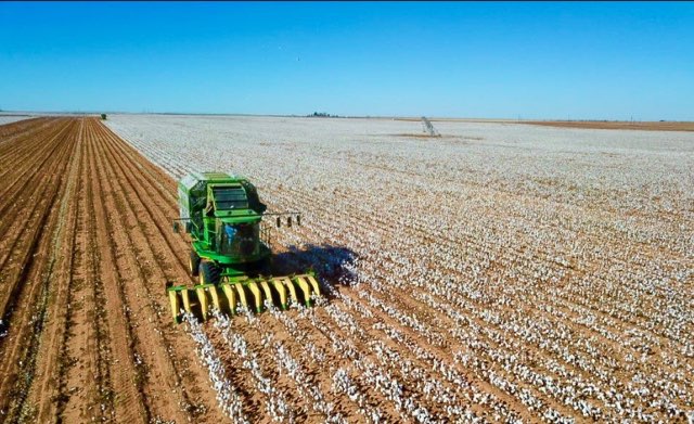 It's a disservice not to share all of these beautiful photos with you. Great year for the #ArmorCotton in this #Armor9371B3XF plot on Shannon Patton (Brownfield Farmers Coop.) This plot--in Tokio, TX--was the last of the area's Armor plots to see harvest. #Armor9371 #StartStrong