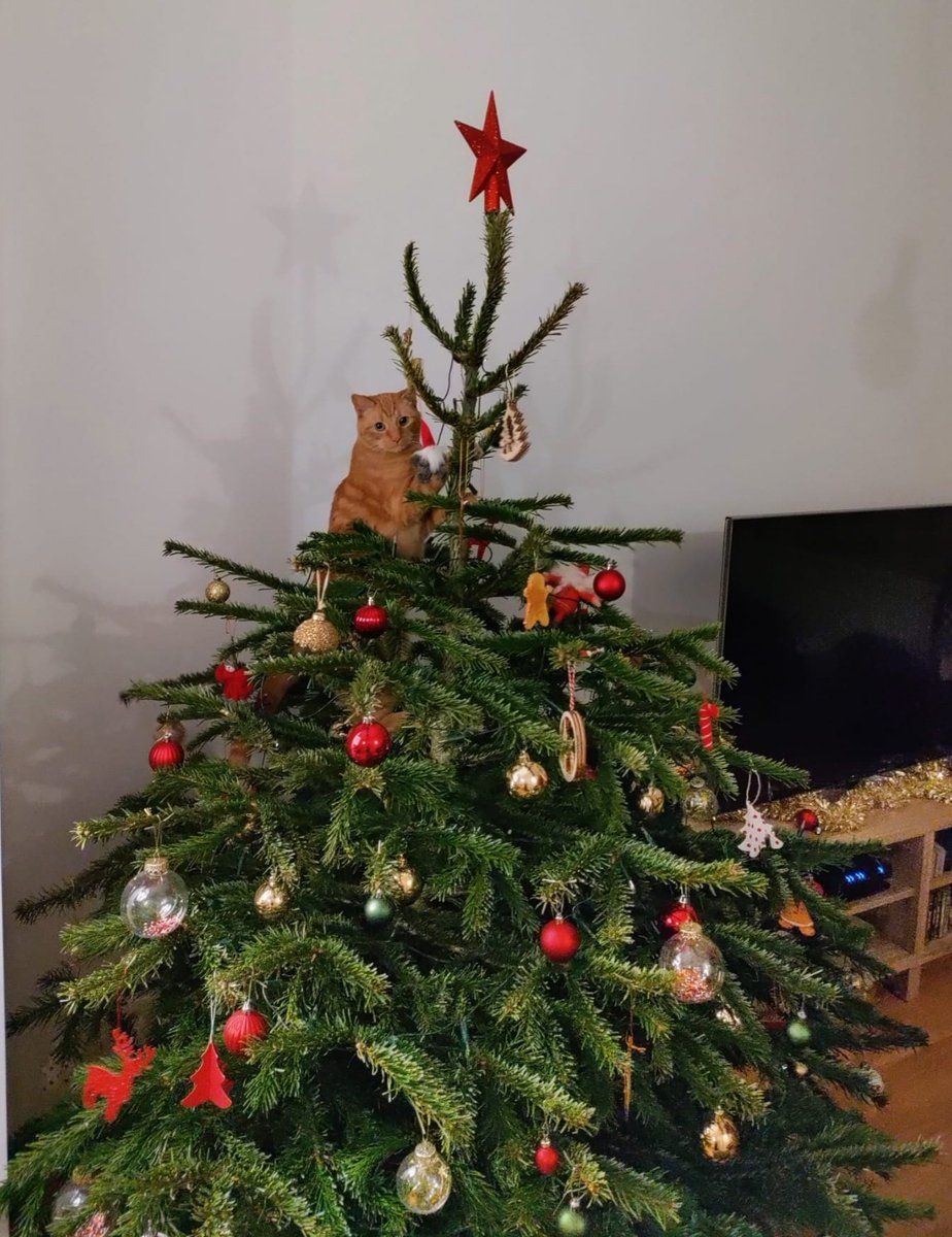 <a href="/poorlycatdraw/">poorly drawn cats</a> Guilty look