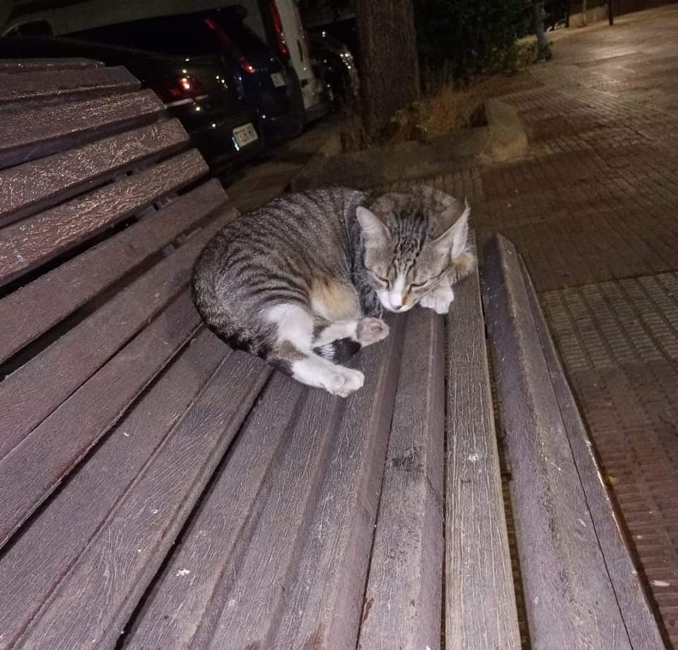 Mordió a una mujer que le pateó, la señora, llamó a la policía y mañana vendrán del Ayto a por él y lo llevan a la perrera, lo mataran 😢🆘
Es fácil cogerlo, se va con todo el mundo💔😢
No tengo sitio donde meterlo
Corro con los gastos que necesite 
 639247667.
Coslada, Madrid