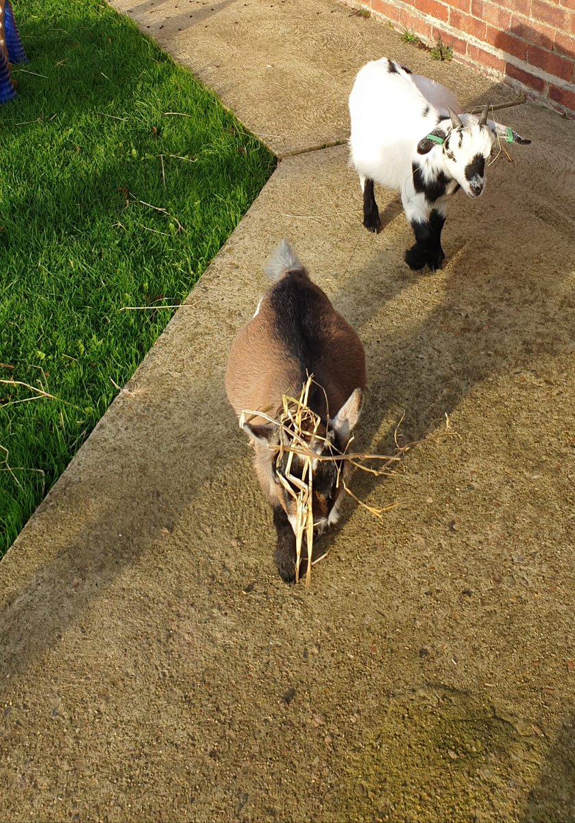 #WinterOnTheFarmLive chops, pickles, mango &amp; chutney