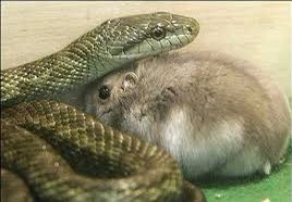 CobraCoin3's tweet photo. @AVAXHamster Can we be frens? We think there’s room for three meme coins on $AVAX. $CBRA $MONG $HAM. https://t.co/K5T7dhglfi