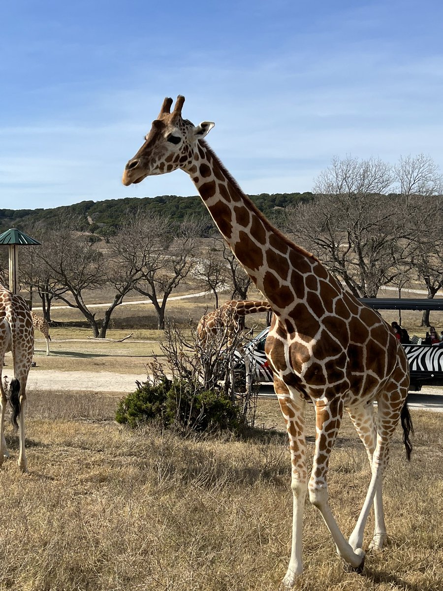 michele mclendon tweet media