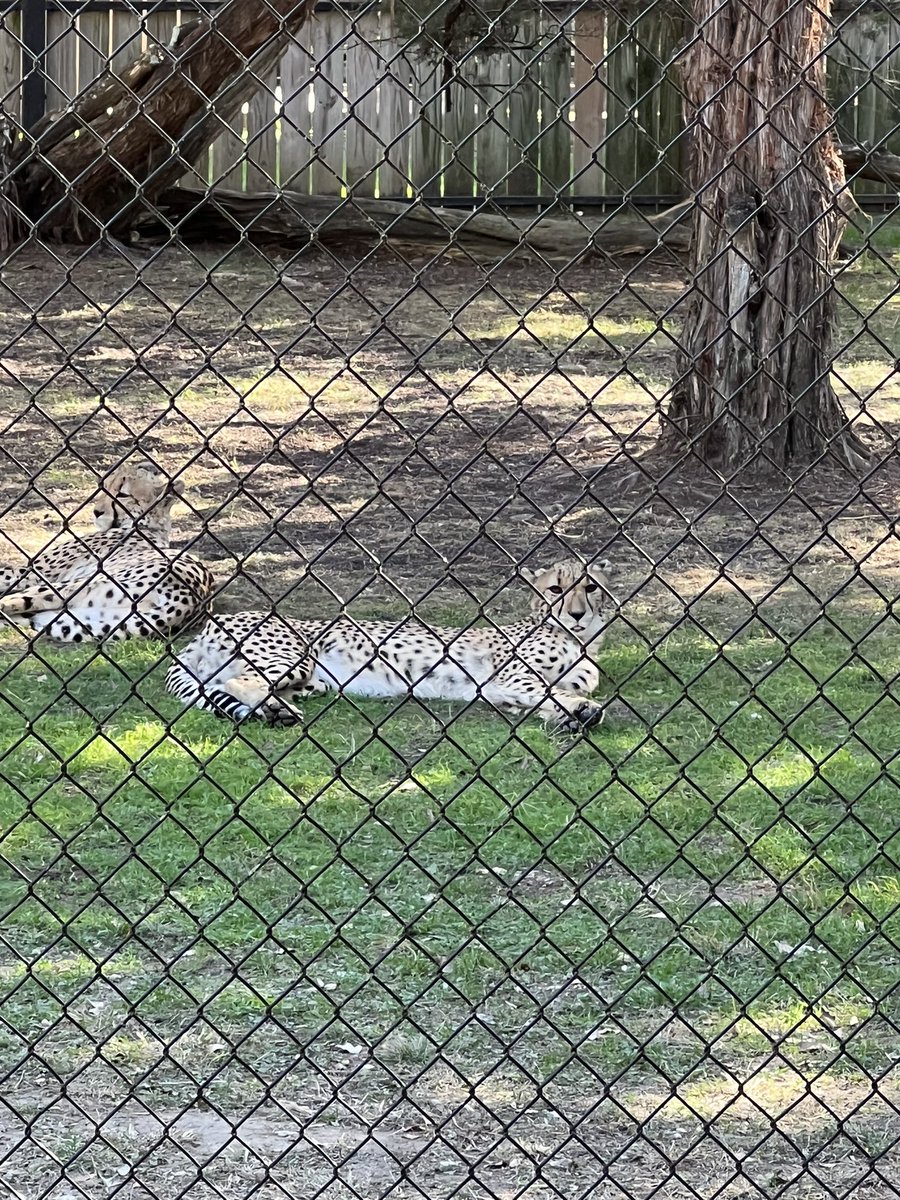 michele mclendon tweet media