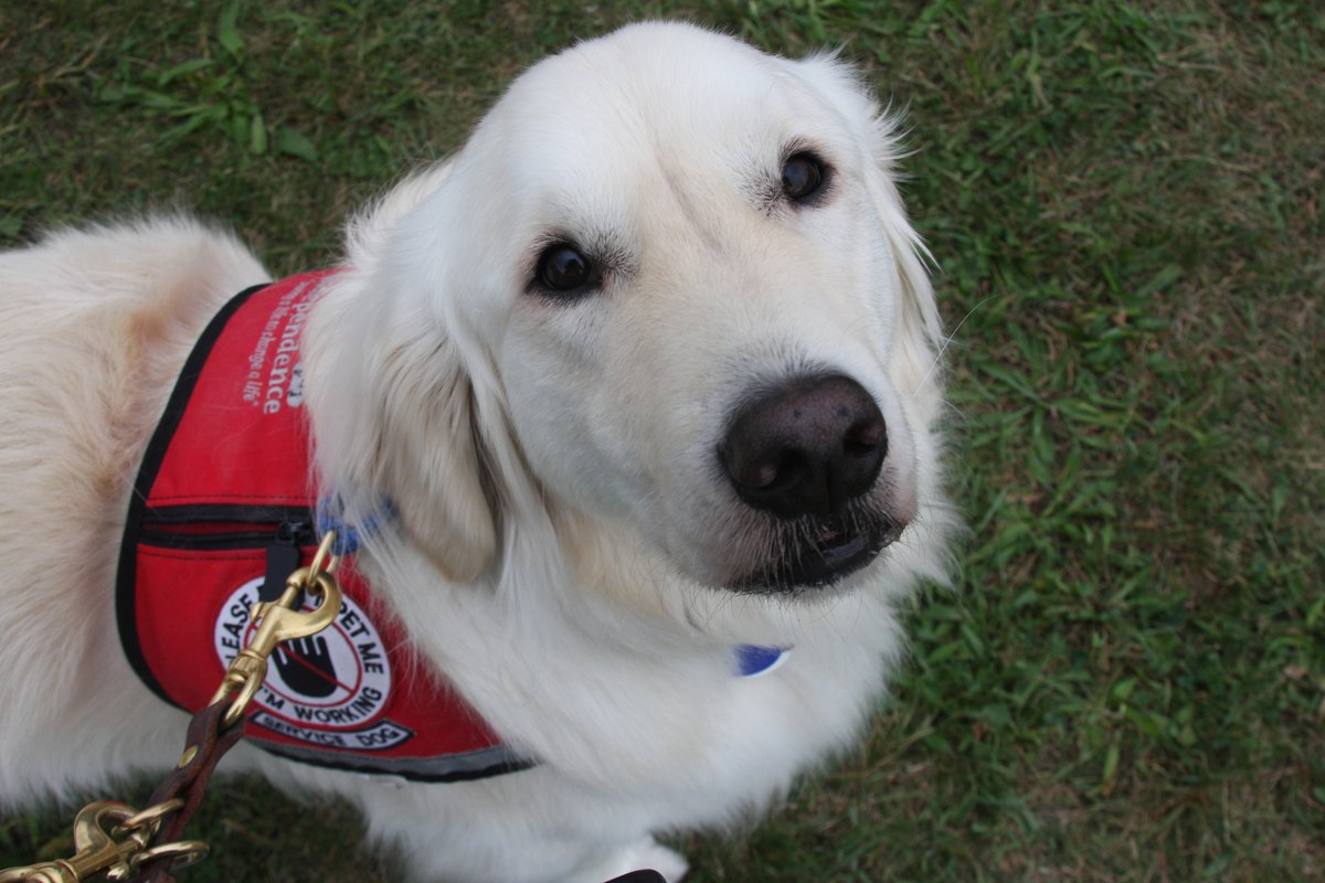 A white fluffy service dog is looking serious