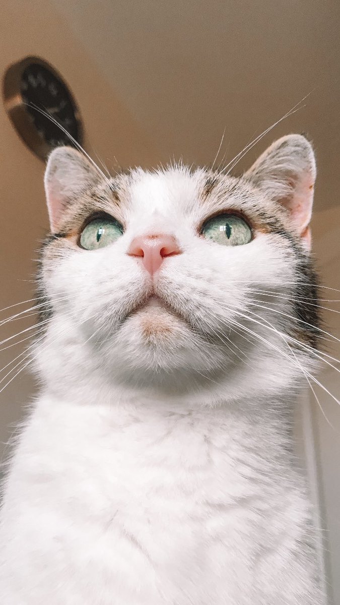 KittyKat_Boy's tweet photo. The face of seeing I have 2000 followers 😍😍 thank you all ❤️ #CatsOfTwitter #deafcats #CatsOnTwitter https://t.co/jp9NhpQfGA