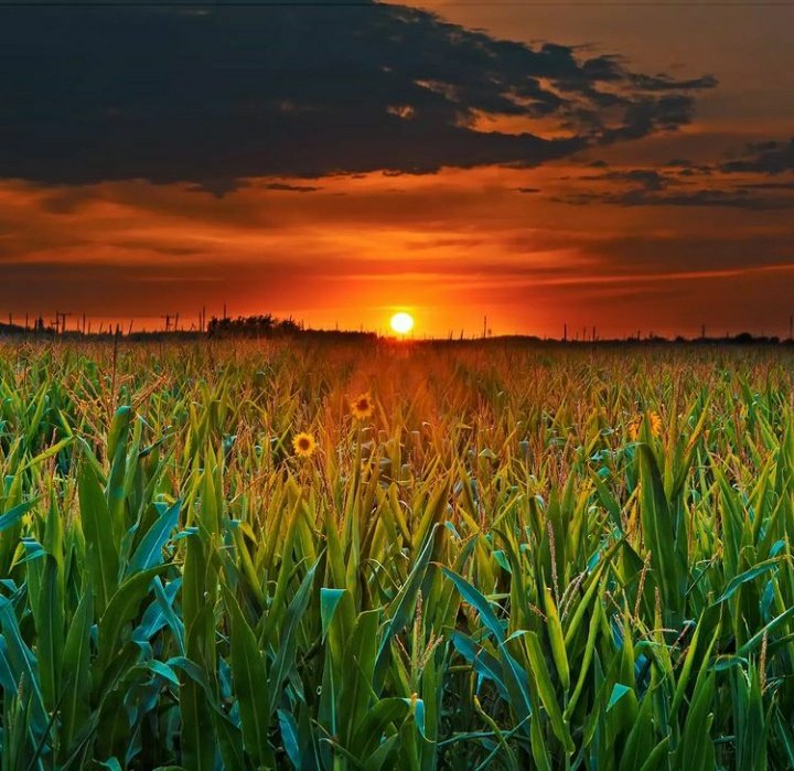кукурузное поле тверь. кукурузное поле. солнце в кукурузном поле фильм. на слйне вдоль рядов кукурузы. кукурузное поле в луховицах.