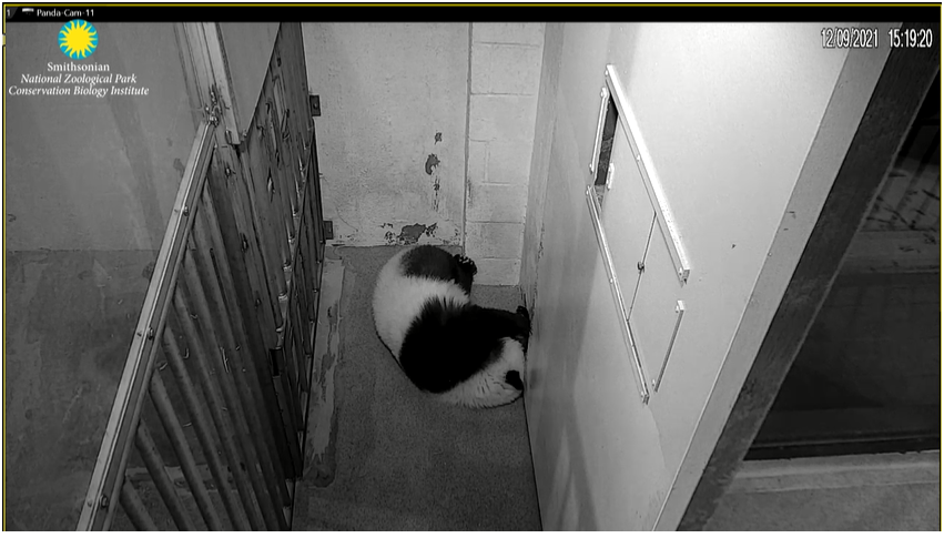 VRValicento's tweet photo. Too cute! I need to find Bubba's matching photos. @houseofcubs Sorry, but #NotBubba, it's Qi Ji! https://t.co/DBPpObUozB