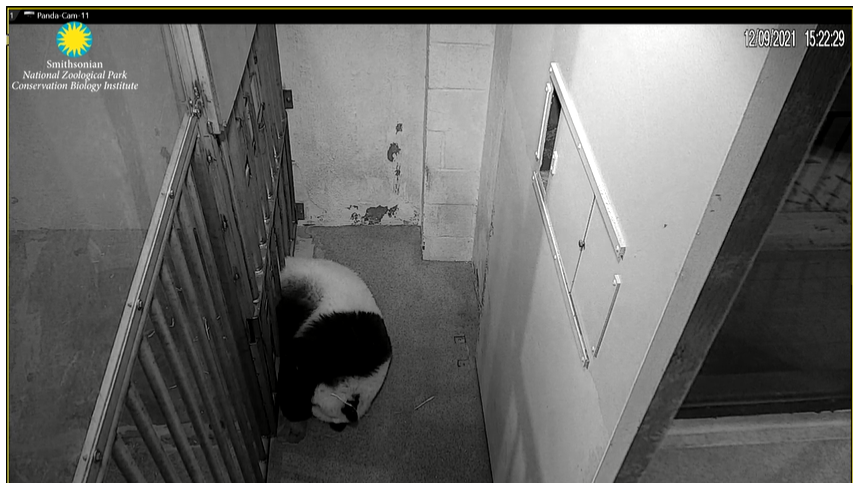 VRValicento's tweet photo. Too cute! I need to find Bubba's matching photos. @houseofcubs Sorry, but #NotBubba, it's Qi Ji! https://t.co/DBPpObUozB