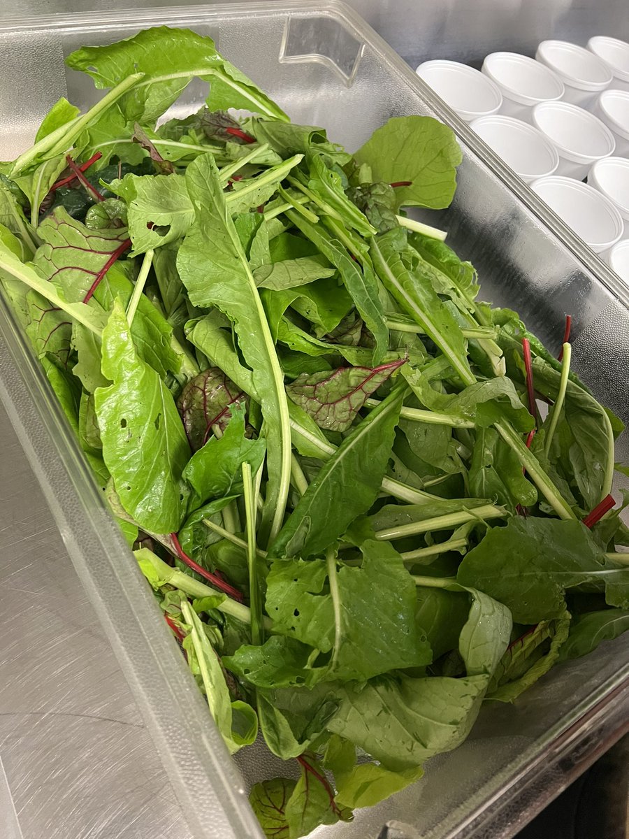 @PowerUpKatieRD and our awesome intern working hard behind the scenes at the <a href="/HolbrookCFISD/">Holbrook Elementary</a> salad party yesterday. It was so much fun seeing 3rd graders excited about radishes, turnips, and lots of dark leafy greens they picked fresh from their <a href="/readygrowgarden/">Ready to Grow Garden</a> 🥬 🥗💚