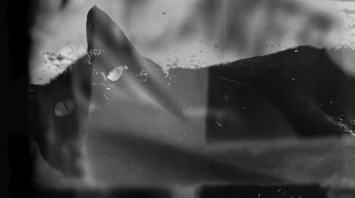 They Killed Lucy
with music w <a href="/blancareginart/">Blanca Regina</a>  
. #NFTart for the first time <a href="/CollectiveMuti/">muti.collective</a>
part of #cryptowhat? <a href="/UnpredictableSe/">Unpredictable Series</a> 
<a href="/mintbase/">Mintbase</a>
store. 25 editions . 2 #NEAR

mintbase.io/thing/34B32AYq…