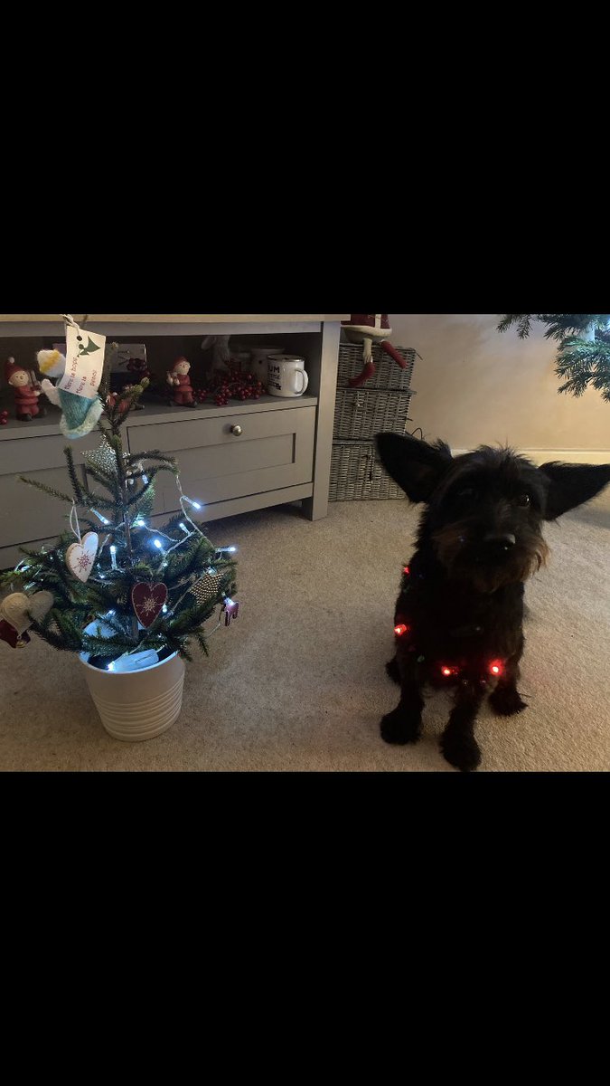 Lindsey Evans tweet media