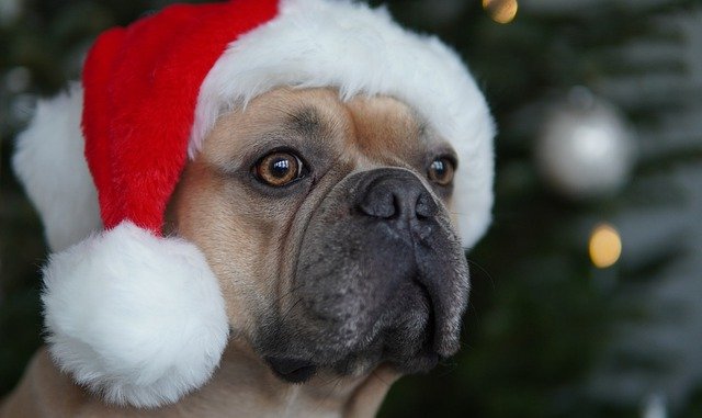 Alfreton fire station will host a Christmas open day for pets.

Pets will be able to visit Santa in his grotto, see Dexter the fire investigation dog and police dogs in action and take a turn on the trial agility course. #DogsofTwittter 

alfretonforum.org/viewtopic.php?…