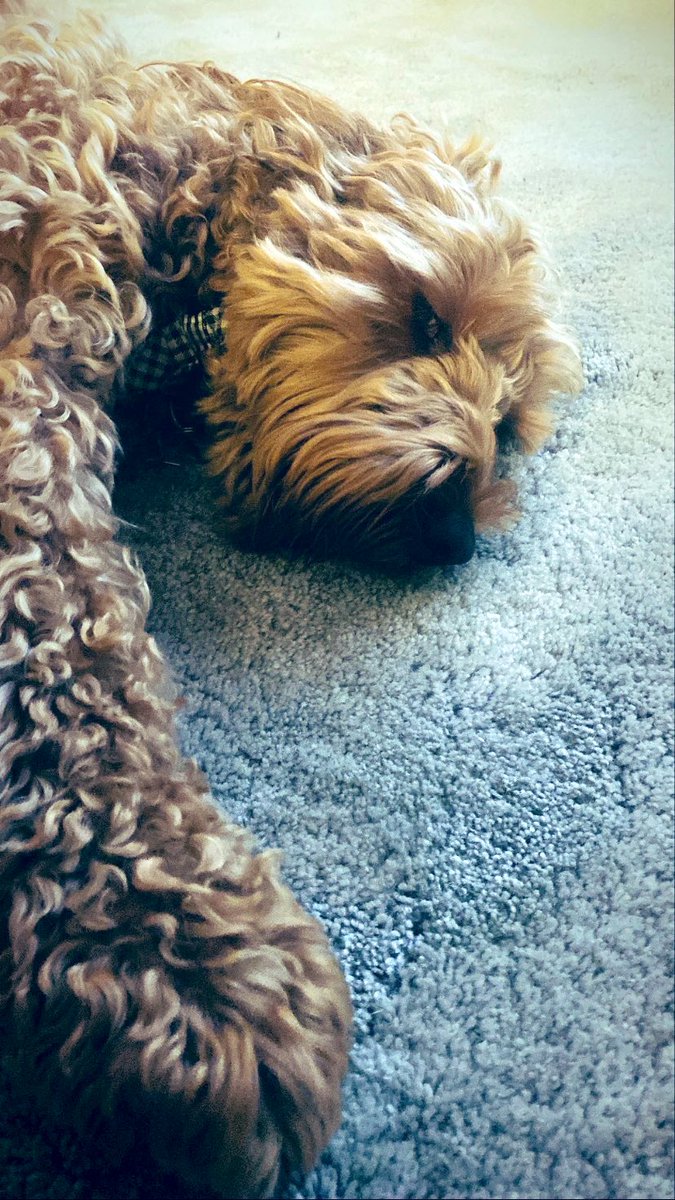 CockapooRufus's tweet image. Ready for bed 💤 #DogsofTwittter