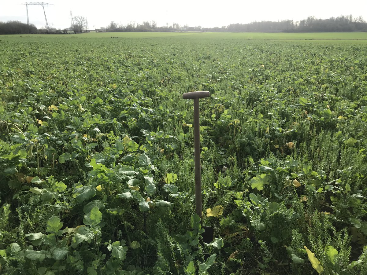 Belle journée de formation autour de la pomme de terre en agriculture régénérative pour <a href="/VAESKENpm/">VAESKEN Negociant</a> et <a href="/CarreFerme/">Ferme Pilote CARRE</a> Des producteurs curieux et motivés dans un contexte pas évident, bravo à eux ! Ici deux parcelles en buttes d'automne sous le soleil du nooord <a href="/icosysteme/">Icosystème - accompagne votre transition</a>