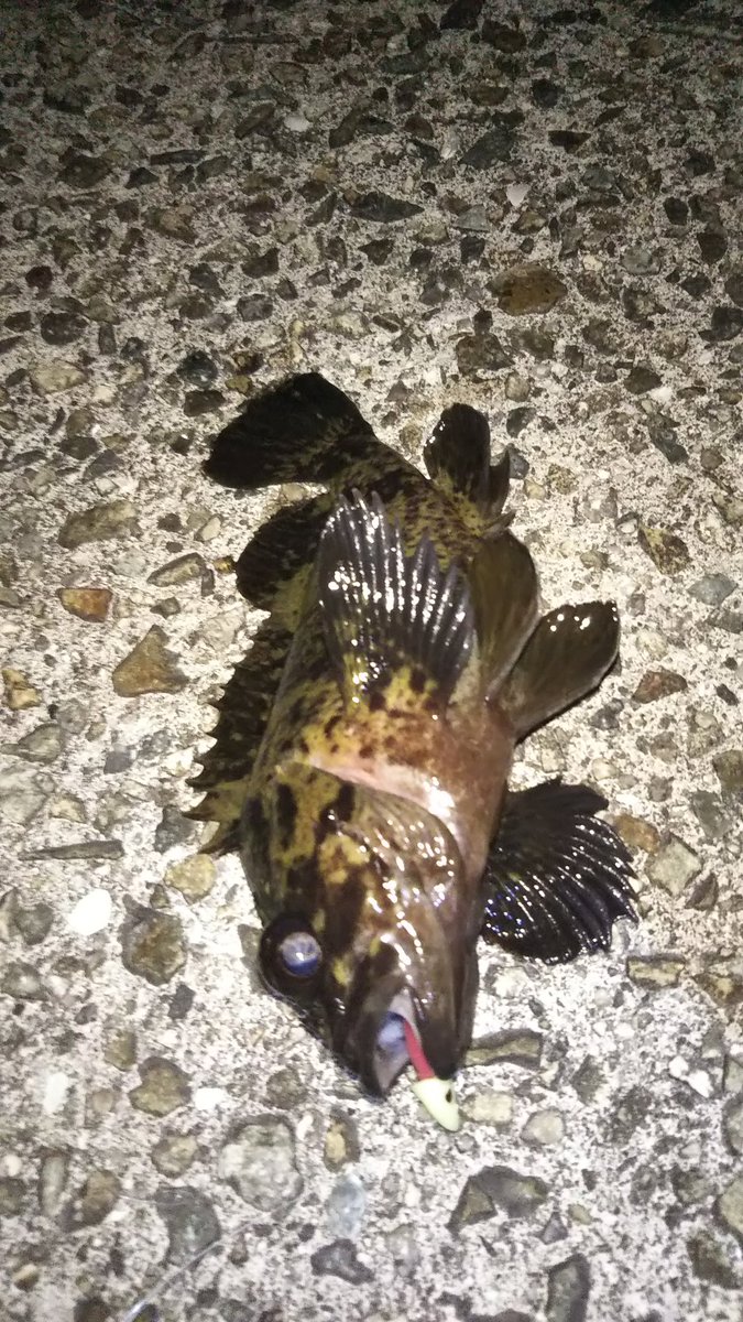 おはようございます🐡

今さらながら今年初のムラソイ😃