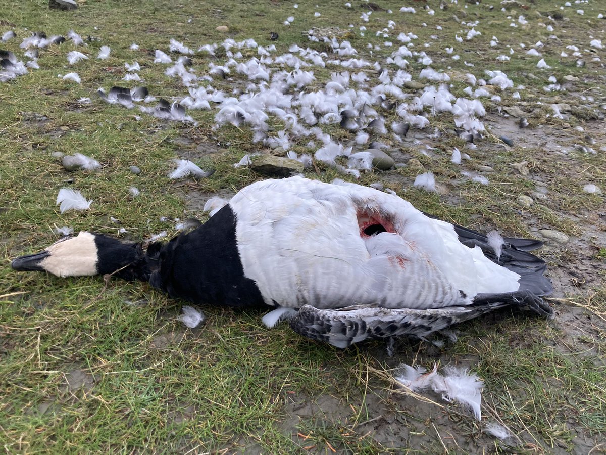 Dreadful to see hundreds of barnacle geese succumbing to bird flu along the Solway. In some areas, it’s like a scene from a horror movie!
