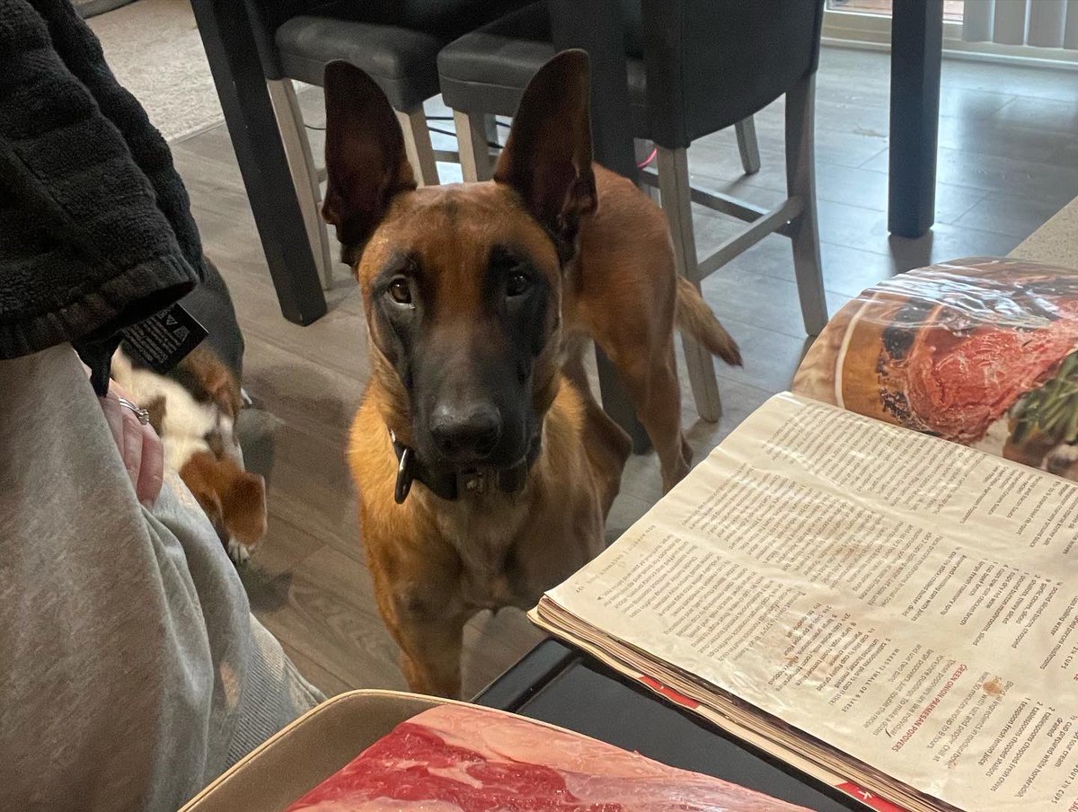 APDK9DUKE's tweet photo. What a year it has been. This guy turned 2 today! Happy birthday to my best friend, co-worker, protector and Goofball!!!
#happybirthday #birthdayboy #malinois #k9 #policek9 #copdog #dog #birthday #hisday #familydog #family #life https://t.co/MrkHTTWi2D