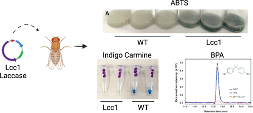 Maciej Maselko (@synbionaut) on Twitter photo Very excited to share our work exploring the potential of using engineered animals for biomanufacturing, bioremediation, and waste management. Watch this space - lots more on the way!
pubs.acs.org/doi/10.1021/ac…
Congrats <a href="/EtInNaturaEgo/">Michael Clark</a> and <a href="/Dr__Tepper/">Kate Tepper</a> Very excited to share our work exploring the potential of using engineered animals for biomanufacturing, bioremediation, and waste management. Watch this space - lots more on the way!
pubs.acs.org/doi/10.1021/ac…
Congrats <a href="/EtInNaturaEgo/">Michael Clark</a> and <a href="/Dr__Tepper/">Kate Tepper</a>