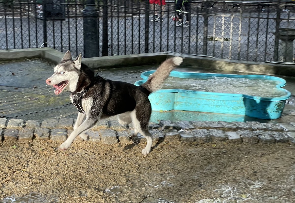 Here we have Stevie, resident @jakebowling beautiful Husky, enjoys playing in the snow, running in circles, and chasing falling acorns, especially at his favorite dog park in Tompkins square! 🐶🦴🐾🌰 #weeklybonescan #radres #wellness #dogsofradiology