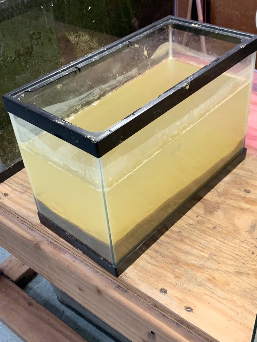 CarbonExtermin1's tweet photo. Setting up a smaller tank to teach little kids! #carbonex #awareness #eelgrass https://t.co/wgG31XhE3t