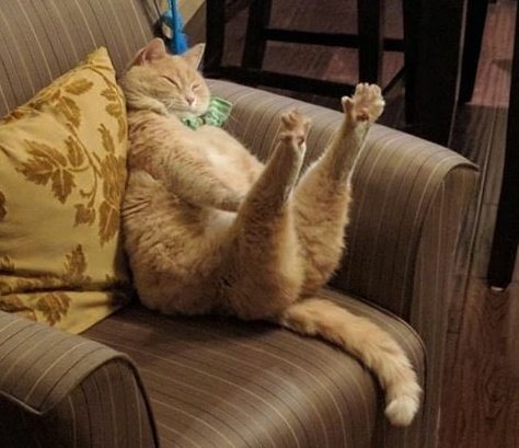 「猫 瞑目」のTwitter画像/イラスト(人気順)