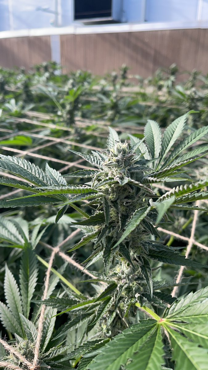 JamesBrinkerho4's tweet photo. @ANordicRaven @ZssBecker bytes for herbs anyone???? https://t.co/TkZ5toJKyV