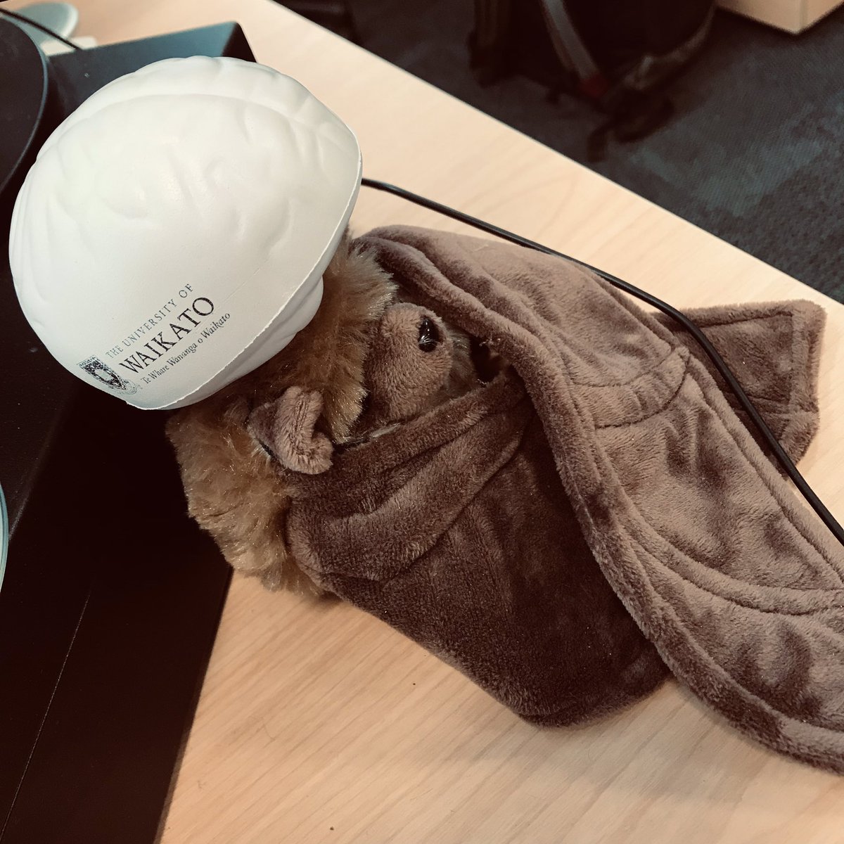 woodunderground's tweet photo. As I prepare for a great new gig in 2022, I know that Waikato-based cave science in New Zealand (and beyond) is in excellent hands with @wegeochem and @SebHoepker. And I hope to get all my work (PhD and postdoc) out there in the next year or two… https://t.co/yEpYQDH4fk