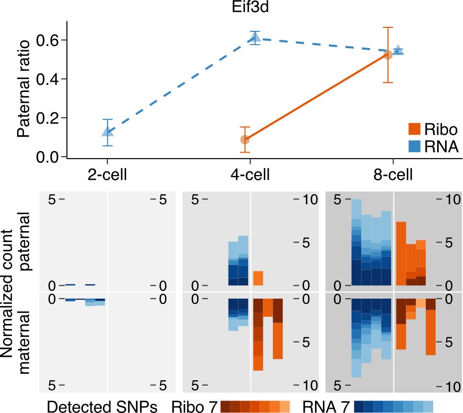 Our high coverage data enabled the first analysis of allele-specific ribosome occupancy in mouse preimplantation development. We discovered gene-specific differences in the timing of engagement of paternal RNAs with ribosomes. (2/6)